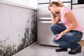 Best Mold Odor Removal Services in USA